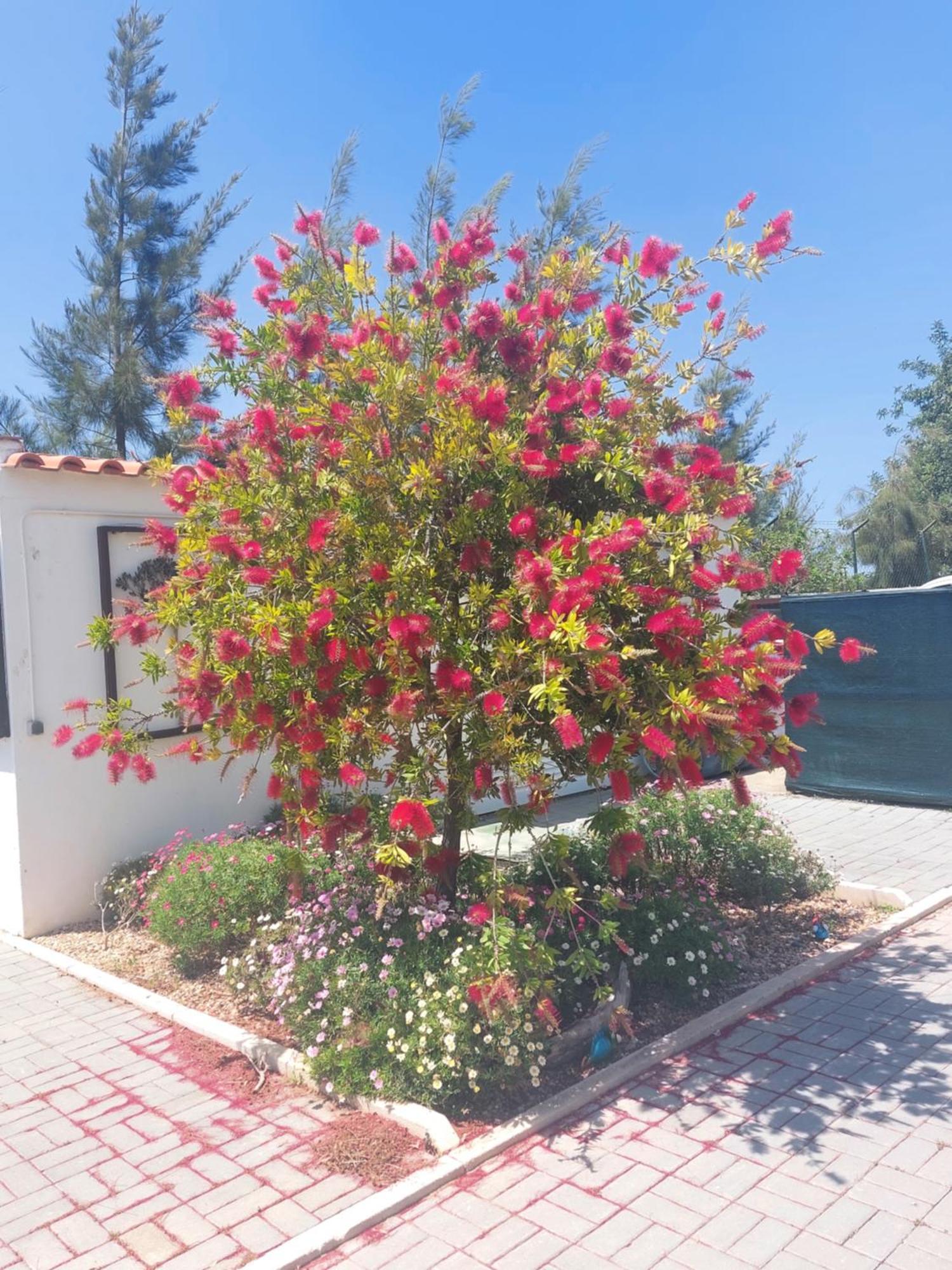 Tavira Vacations Apartments מראה חיצוני תמונה